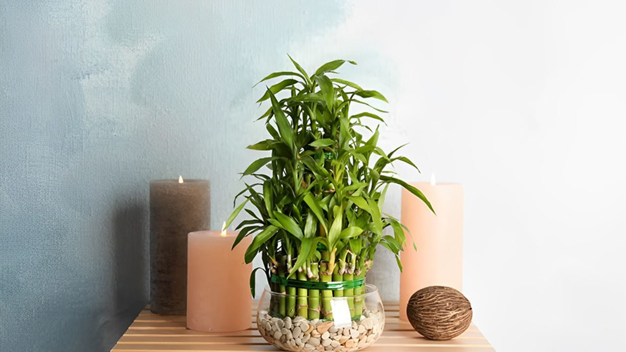 వెదురు : లక్కీ వెదురు ప్రతి ఒక్కరికీ తెలుసు. అయితే ఇది ఇంటిలో ఉంటే లక్ష్మీ దేవి అనుగ్రహం కలుగుతుందని  చెబుతుంటారు. అందువలన ఎవరైనా సరే తమ ఇంటిలో లక్కీ వెదురు నాటుకోవడం వలన అప్పుల సమస్యలు తొలిగిపోయి, ఇంటిలోపల సంపద పెరుగుతుందంట.