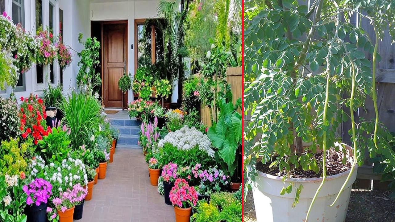 శాస్త్రీయ కోణంలోనే కాదు.. ఆరోగ్యపరంగా మునగ చెట్టు అనేక ఆరోగ్య ప్రయోజనాలు కలిగి ఉంది. దీని విస్తృతమైన ఆరోగ్య ప్రయోజనాల దృష్ట్యా వాస్తు శాస్త్రం ప్రకారం ఇంట్లో మునగ చెట్టును పెంచుకోవచ్చు. అయితే ఇంటికి దగ్గరలో మునగ చెట్టుని పెంచుకోవడం మంచిది కాదని వాస్తు శాస్త్రం చెబుతుంది. 
