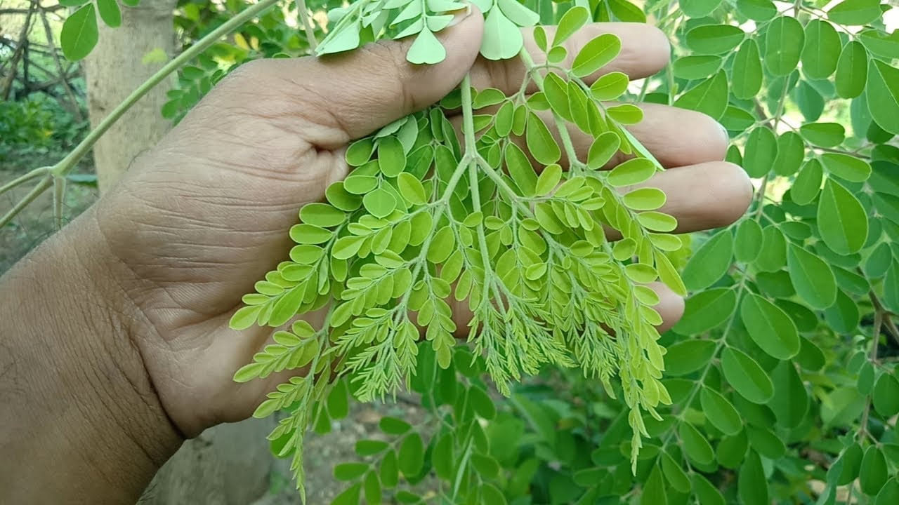 ఈ చెట్టు చాలా సులభంగా పెరుగుతుంది. కరువుని తట్టుకుని తక్కువ నీటితోనే పెరిగే ఈ మొక్క పర్యావరణానికి మేలు చేస్తుంది. అంతేకాదు మునగ కాయలు, ఆకులు, పొడిలకు మార్కెట్లో మంచి డిమాండ్ ఉంది. 
 