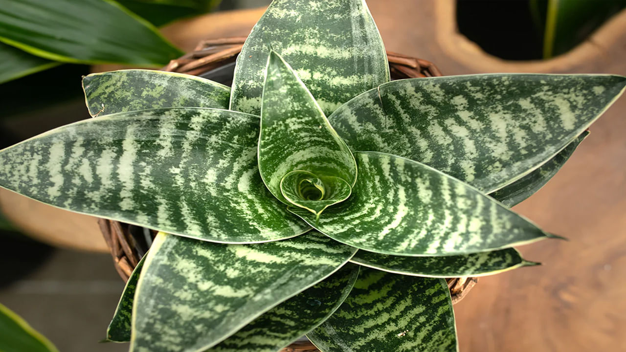 స్నేక్ ప్లాంట్: ఈ మొక్క సంపదను ఆకర్షిస్తుంది. కెరీర్ , వ్యాపారంలో పురోగతిని ప్రోత్సహిస్తుంది. ఇది ఇంట్లో శాంతి , సమతుల్యతను కాపాడుతుంది. ఇంట్లో ఈ మొక్కను నాటడం వల్ల ప్రతికూలతను దూరం చేయవచ్చు. దీనిని ప్రధాన ద్వారం దగ్గర పెట్టుకోవాలి.