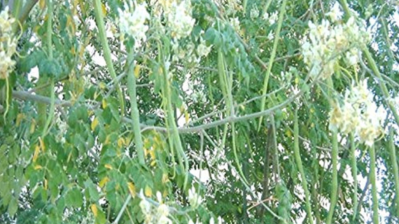 వాస్తు శాస్త్రం నివాస స్థలాలలో లేదా ఇంటి పునాదులకు సమీపంలో మునగకాయ వంటి పెద్ద చెట్లను నాటకుండా ఉండాలని సిఫార్సు చేస్తుంది. ఎందుకంటే మునగ చెట్టు వేర్లు పొడవుగా పెరుగుతాయి. దీంతో ఇంటి ట్టి గోడలు, ఫౌండేషన్‌లకు హాని కలిగించే అవకాశం ఉంటుంది. 
