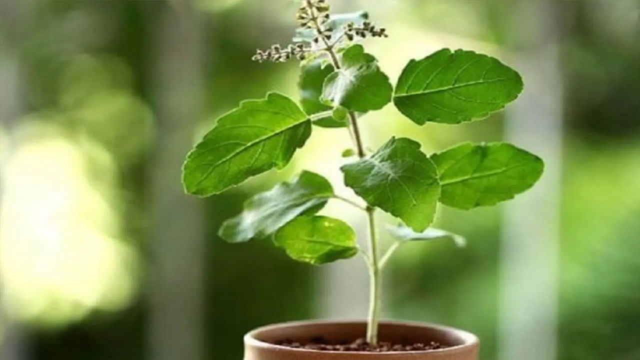 తులసి మొక్క : హిందూ గ్రంథాలలో తులసిని అత్యంత పవిత్రమైన మొక్కగా భావిస్తారు. పురాణ గ్రంథాల ప్రకారం తులసి మొక్కను నాటి పూజించే ఇళ్లలో లక్ష్మీదేవి నివసిస్తుంది. దీపావళి రోజున తులసిని నాటడం, పూజించడం చాలా శుభప్రదంగా పరిగణించబడుతుంది. తులసిని తూర్పు లేదా ఉత్తర దిశలో నాటాలి. ఇది ఇంట్లో ఆర్థిక స్థిరత్వం, శ్రేయస్సును నిర్ధారిస్తుంది.