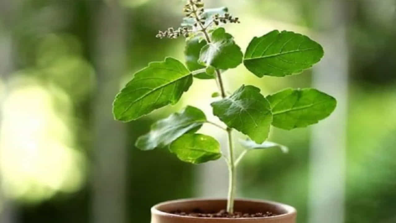 తులసి మొక్క : హిందూ గ్రంథాలలో తులసిని అత్యంత పవిత్రమైన మొక్కగా భావిస్తారు. పురాణ గ్రంథాల ప్రకారం తులసి మొక్కను నాటి పూజించే ఇళ్లలో లక్ష్మీదేవి నివసిస్తుంది. దీపావళి రోజున తులసిని నాటడం, పూజించడం చాలా శుభప్రదంగా పరిగణించబడుతుంది. తులసిని తూర్పు లేదా ఉత్తర దిశలో నాటాలి. ఇది ఇంట్లో ఆర్థిక స్థిరత్వం, శ్రేయస్సును నిర్ధారిస్తుంది.
