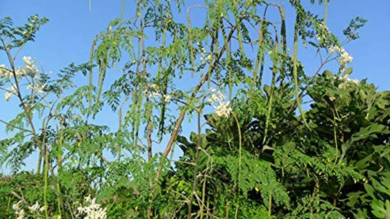 మరోవైపు వాస్తు కోణంలో మునగ చెట్టును ఇంటి పునాదులకు దూరంగా దక్షిణ దిశలో లేదా పశ్చిమ భాగంలో నాటడం శ్రేయస్కరమని తెలుస్తోంది. ఈ దిశల్లో మునగ మొక్కను నాటడం కుటుంబంలో ఆరోగ్యం, శ్రేయస్సు, సంపదకు సంకేతంగా భావిస్తారు. దక్షిణ , పశ్చిమ దిశలో ఉండే మునగాకు చెట్టు ఇంట్లోని ప్రతికూల శక్తులను తగ్గించి.. సానుకూల శక్తులను పెంచుతుందని నమ్మకం ఉంది. 
