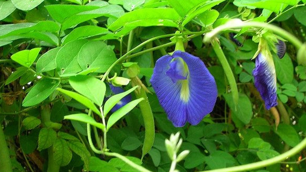 శంఖం మొక్క: ఈ మొక్కను నాటడం వల్ల అనేక ప్రయోజనాలు ఉన్నాయి. చాలా ఇళ్లలో దీపావళి రోజున ఈ మొక్కను నాటుతారు. ఈ మొక్క ఔషధ గుణాలను కలిగి ఉండటం వలన ఇది చాలా ప్రయోజనకరంగా ఉంటుంది. ఇది మానసిక ప్రశాంతతను , సానుకూల శక్తిని పెంపొందిస్తుంది.