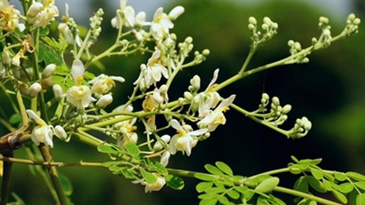 వాస్తు ప్రకారం మునగ చెట్టును ఉత్తరం లేదా ఈశాన్యం దిశలో నాటకూడదు. .. ఒకవేళ ఈ దిశల్లో మునగ చెట్టు ఉంటె.. ఆ ఇంట్లో కష్టాలు ఒకదాని వెంట మరొకటి వస్తూనే ఉంటాయని.. శుభఫలితాలను తగ్గిస్తుందని నమ్మకం. 