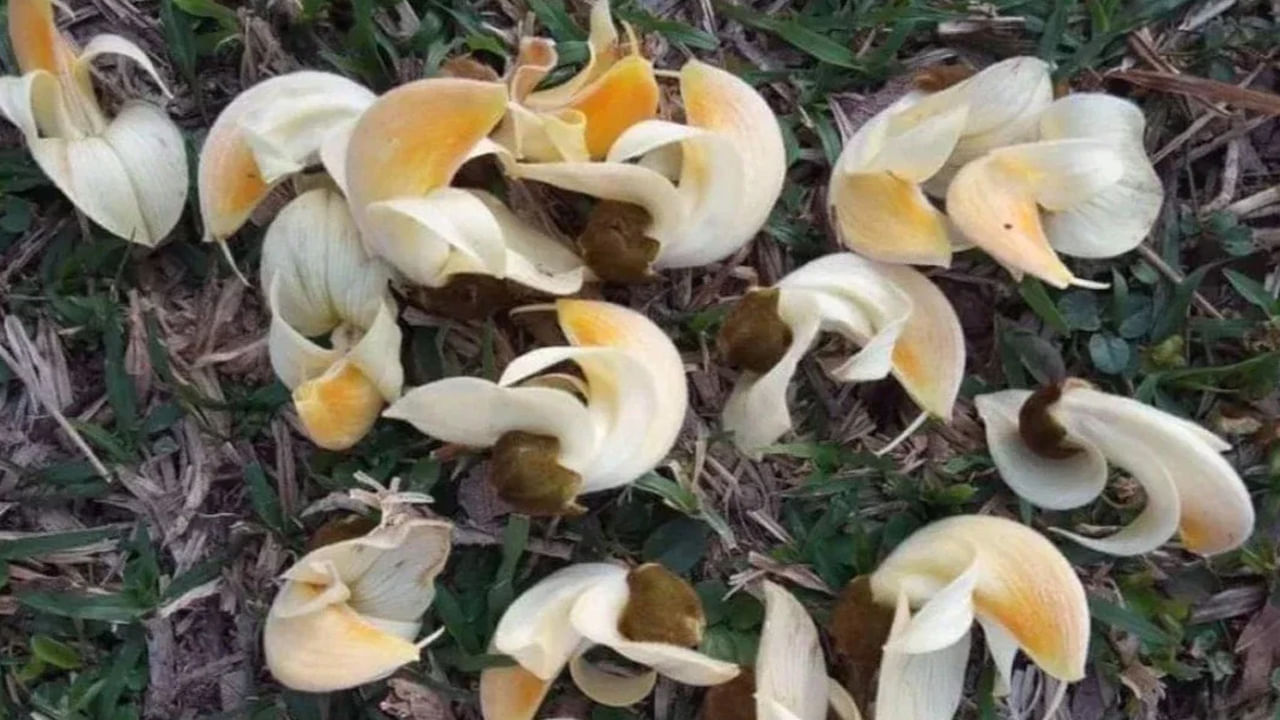 తెల్లటి పలాష్ (తెల్ల మోదుగ) : ఈ తెల్లటి పలాశ చాలా ప్రయోజనకరంగా ఉంటుంది. ఇది అనారోగ్యం నుంచి ఉపశమనం కలిగిస్తుందని నమ్ముతారు. దీనిని లక్ష్మీదేవి చిహ్నంగా కూడా భావిస్తారు. ఇంట్లో లేదా పూజా స్థలంలో ఈ మొక్కని పెంచుకోవడం వలన శ్రేయస్సు , సంపద పెరుగుతుంది. ఇంట్లో సానుకూల శక్తి నివసిస్తుంది.