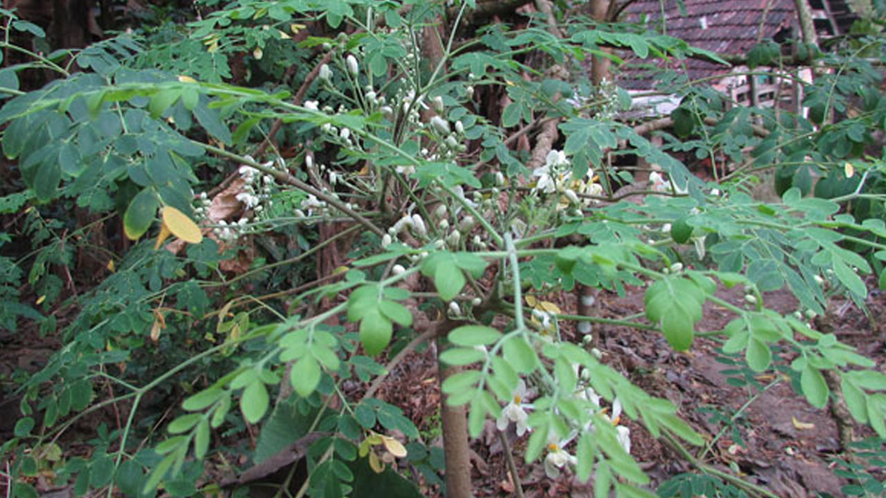  అంతేకాదు ఇంటి ఆవరణలో ప్రధాన ద్వారం పక్కనే మునగ చెట్టు పెంచుకోవడం మంచిది కాదు. అందుకనే ఎన్నో ప్రయోజనాలు ఇచ్చే ఈ మొక్కను సరైన ప్రదేశంలో, సరైన దిశలో ఇంటికి నిర్ణీత దూరంలో పెంచుకోవడం వలన ప్రయోజనాలు పొందవచ్చు.
