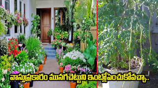 Diwali 2025: దీపావళి రోజున ఇవి కనిపించాయంటే.. మీపై లక్ష్మీదేవి అనుగ్రహం ఉన్నట్లే.. డబ్బు ఇబ్బందులన్నీ పరార్..