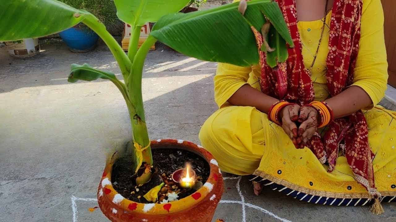 అరటి చెట్టును పూజించడం: హిందూ మతంలో అరటి చెట్టును పవిత్రంగా భావిస్తారు. విష్ణువు ,లక్ష్మీ దేవి అరటి చెట్టులో నివసిస్తారని నమ్ముతారు. అంతేకాదు నవ గ్రహాల్లో అరటి చెట్టుని గురు కి సంబంధించినది అని విశ్వసం. అందువల్ల అరటి చెట్టును పూజించడం వల్ల సానుకూల శక్తి ప్రవాహం పెరుగుతుంది. అరటి చెట్టుకు క్రమం తప్పకుండా నీరు పోసి పూజించడం వల్ల లక్ష్మీదేవి సంతోషిస్తుంది. ఇంటికి సంపద, శ్రేయస్సు వస్తుంది. 