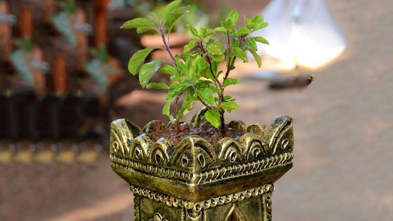 తులసి పూజ: తులసిని లక్ష్మీదేవి రూపంగా భావిస్తారు. అందువల్ల తులసిని క్రమం తప్పకుండా పూజించడం.. తులసి మొక్కను జాగ్రత్తగా చూసుకోవడం వల్ల ఇంట్లోకి సానుకూల శక్తి వస్తుంది. ఇంట్లో సంపదను పెంచడానికి, ప్రతి ఉదయం, సాయంత్రం తులసిని పూజించి .. తులసిమొక్క ముందు నెయ్యితో దీపం వెలిగించండి. 
