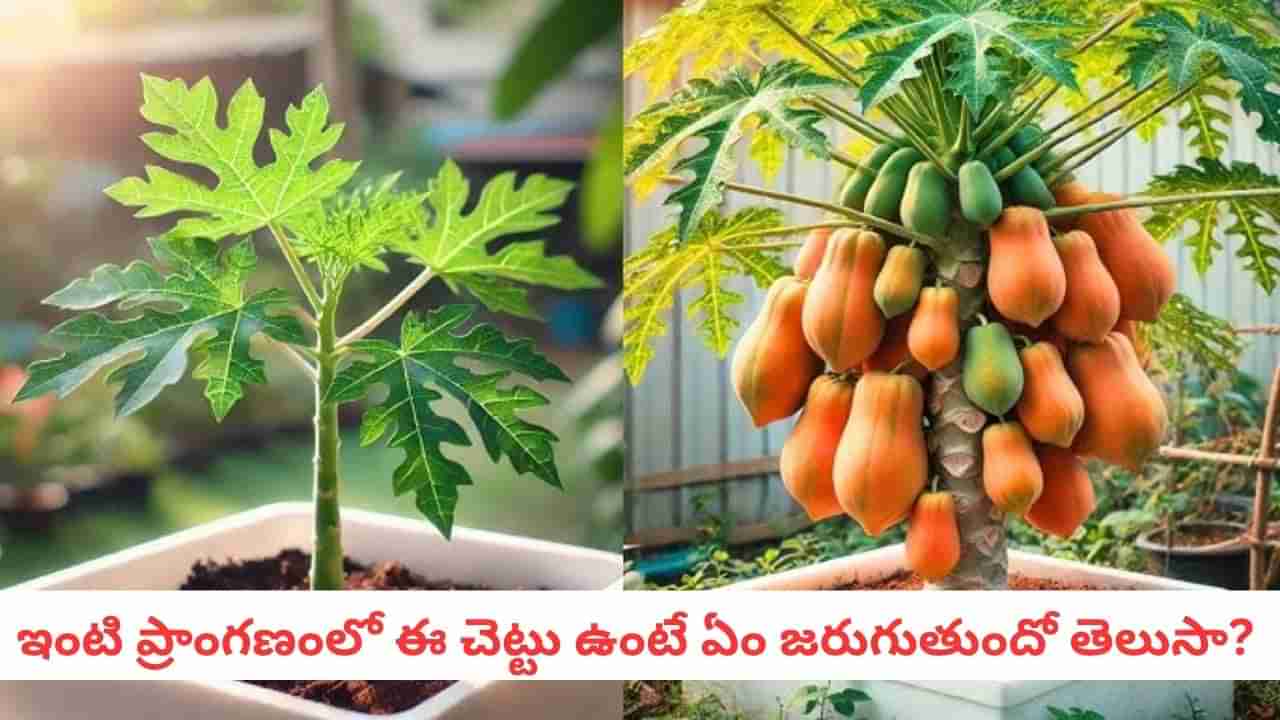 Vastu Plants: ఇంటి ముందు బొప్పాయి చెట్టు పెంచుతున్నారా? వాస్తు శాస్త్రం ఏం చెప్తోంది?