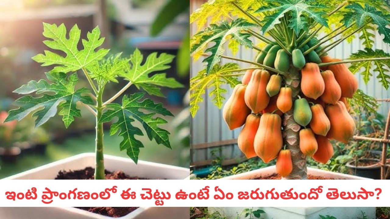 Vastu Plants: ఇంటి ముందు బొప్పాయి చెట్టు పెంచుతున్నారా? వాస్తు శాస్త్రం ఏం చెప్తోంది?