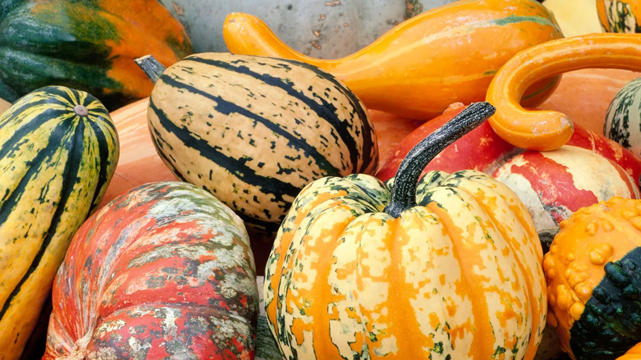 అచ్చం గుమ్మడికాయలా కనిపించే కూరగాయ స్క్వాష్ ఆరోగ్యానికి చాలా మంచిది. ఇందులో విటమిన్ ఏ, సి, బి వంటివి పుష్కలంగా ఉంటాయి. ముఖ్యంగా మెగ్నీషియం, బీటా కెరోటన్, పాలీఫెనాల్స్ వంటి యాంటీ ఆక్సిడెంట్స్ ఉంటాయి. అందువలన వీటిని మీరు ప్రతి రోజూ తీసుకవడం వలన టైప్ 2డయాబెటిస్ నుంచి బయటపడటమే కాకుండా, ఇది రక్తంలోని చక్కెర స్థాయిలను సమతుల్యంలో ఉంచుతుంది. క్యాన్సర్ కణాలను అడ్డుకుంటుంది. అంతే కాకుండా రోగనిరోధక శక్తి పెంచుతుంది.