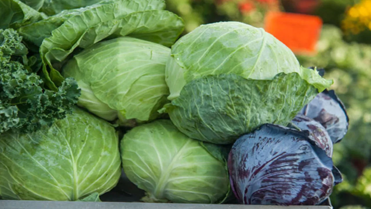 క్యాబేజీ, ఇది ఆరోగ్యానికి మంచిది. ఇందులో ఇందులో విటమిన్లు సి , కె, ఫైబర్, ఆంథోసైనిన్లు , యాంటీఆక్సిడెంట్లు పుష్కలంగా ఉన్నాయి. అందువలన అక్టోబర్ నెలలో క్యాబేజీ తప్పకుండా తినాలంట.  ఇది శరీరంలోని  వాపును తగ్గించడంలో, రోగనిరోధక వ్యవస్థకు మద్దతు ఇవ్వడంలో, అలాగే  ఎముకల ఆరోగ్యాన్ని పెంచడంలో సహాయపడతాయి. ఆకులలో కనిపించే ఫైబర్ కంటెంట్ గట్ బాక్టీరియాను పెంచి జీర్ణక్రియకు సహాయపడుతుంది. 