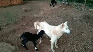 Andhra: నడుచుకుంటూ వెళ్తున్న ముగ్గుర్ని ఆపిన పోలీసులు.. అనుమానమొచ్చి చెక్ చేయగా