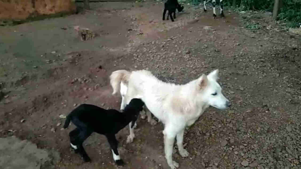 Andhra: చూశారా ఈ చిత్రం.. ఇది కదా మాతృత్వం