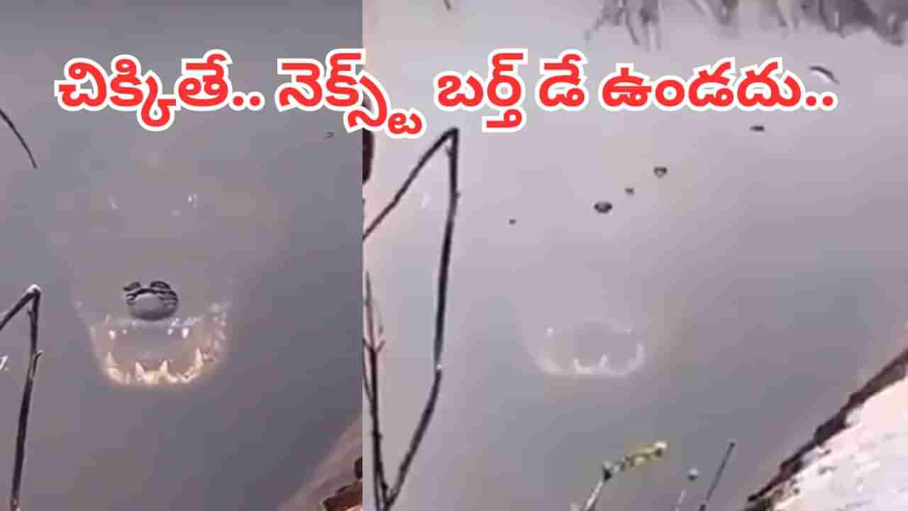 Viral Video: నీటి కుంటలో వింత ఆకారం.. కెమెరా జూమ్ చేయగా.. అమ్మ బాబోయ్..!