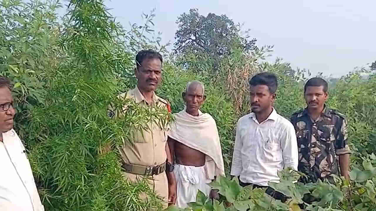 Telangana: పత్తి పంటలో గుప్పుమన్న అదో మాదిరి వాసన.. లోపలికెళ్లి చూడగా.. వామ్మో.!