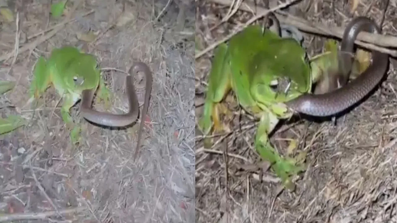 Viral Video: ఇదేగా కలికాలం.. బతికి ఉన్న పాముని తినేసిన కప్ప.. షాక్ తింటున్న నెటిజన్లు