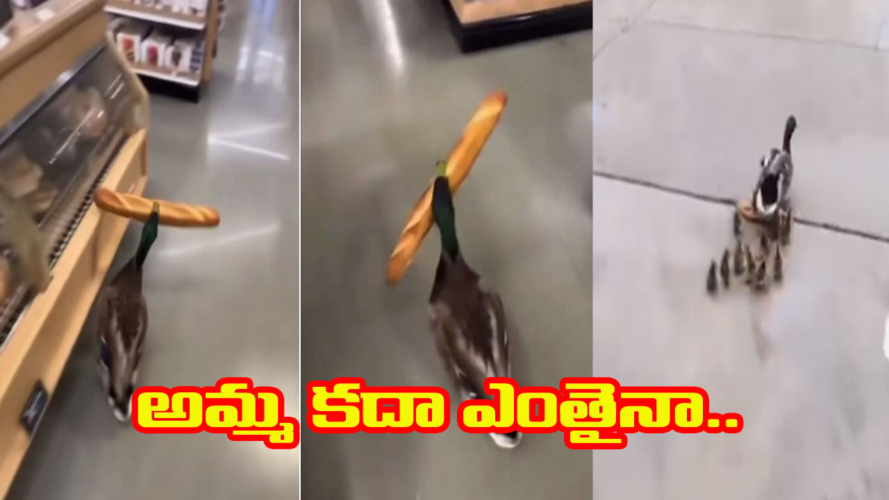 Viral Video: షాప్ లో ఆహారం దొంగలించి పారిపోయిన బాతు.. హృదయాన్ని కదిలించే సన్నివేశం...