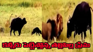 Snake Video: పాడుబడ్డ కుండ నుంచి బుసల మాదిరిగా శబ్దాలు.. ఏంటా అని చూడగా..