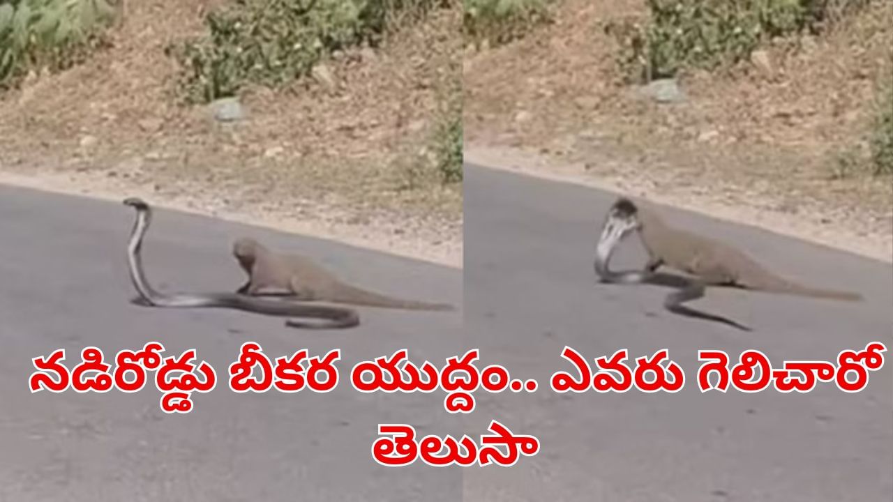 Viral Video: నడిరోడ్డుపై పాము, ముంగిస బీకర యుద్దం.. ఆశ్చర్యంగా తిలకిస్తున్న వాహనదారులు.. ఏది గెలిచిందంటే?