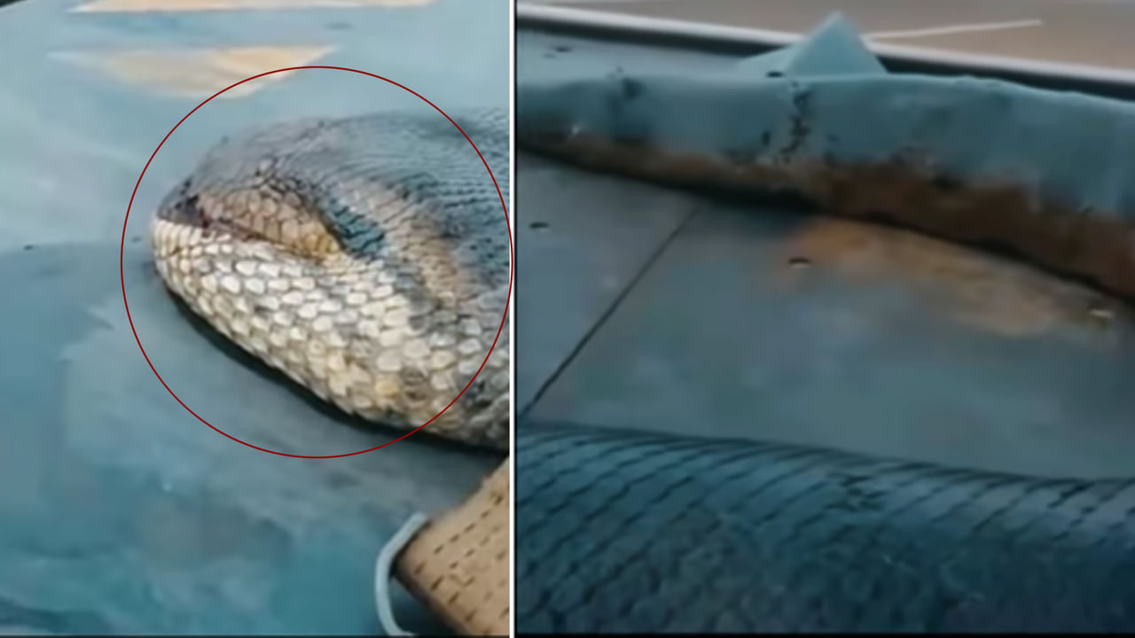 Viral Video: ఇంత ఉందేంటి భయ్యా.! చేపల వలకు చిక్కిన అదో మాదిరి ఆకారం.. ఏంటని చూడగా