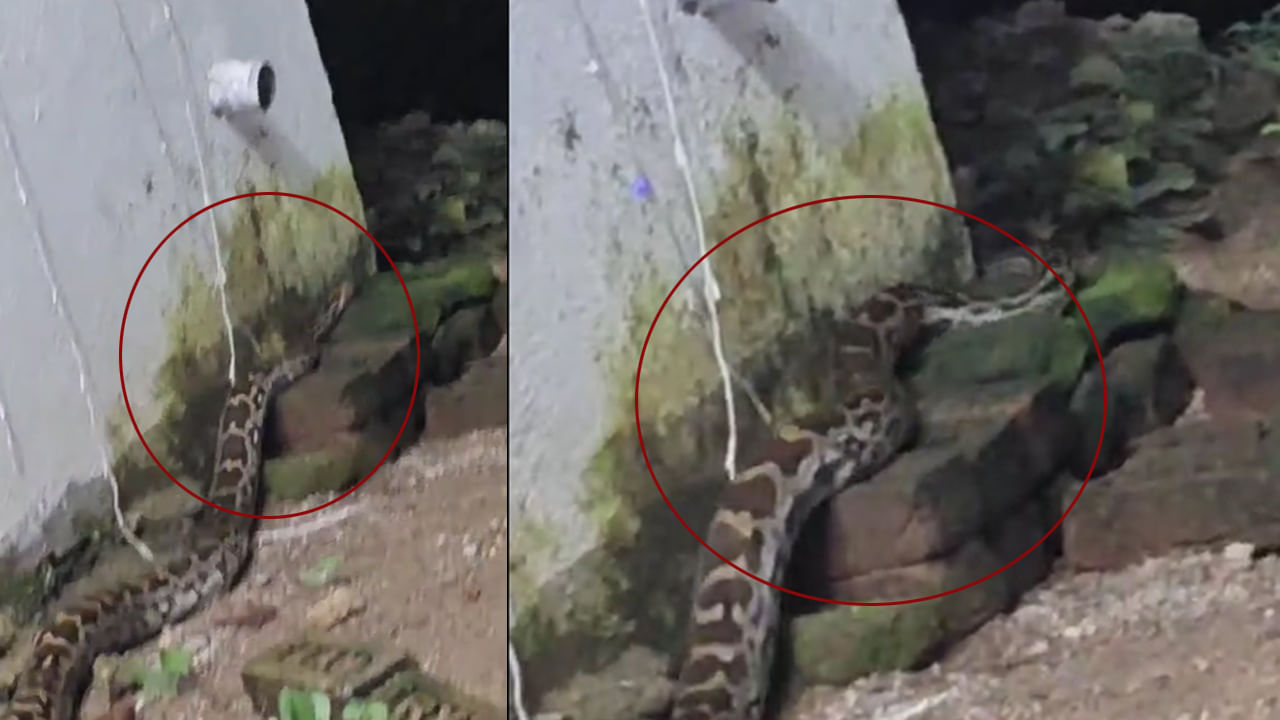 Telangana: శివాలయం సమీపాన వింత చప్పుళ్లు.. ఏంటా అని టార్చ్ వేయగా.. అమ్మబాబోయ్.!