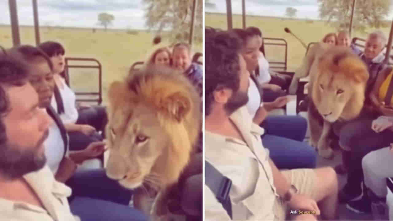 Viral Video: అమ్మబాబోయ్.! ఒక్కసారిగా పర్యాటకుల వ్యాన్లోకి దూకేసిన సింహం.. ఆ తర్వాత సీన్ ఇది