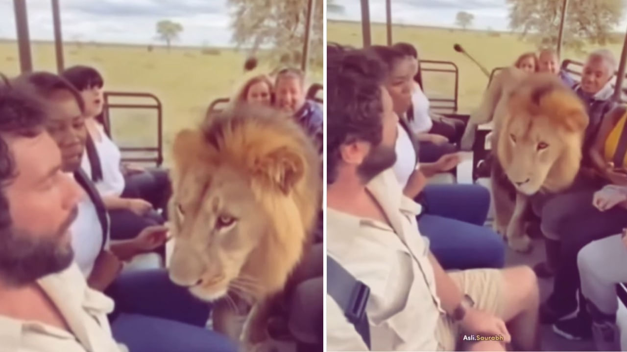Viral Video: అమ్మబాబోయ్.! ఒక్కసారిగా పర్యాటకుల వ్యాన్‌లోకి దూకేసిన సింహం.. ఆ తర్వాత సీన్ ఇది