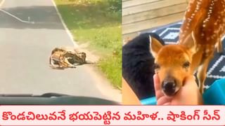 Cat Sleep: పిల్లులు ఎడమవైపే ఎందుకు పడుకుంటాయో తెలుసా?.. పెద్ద ప్లానింగే