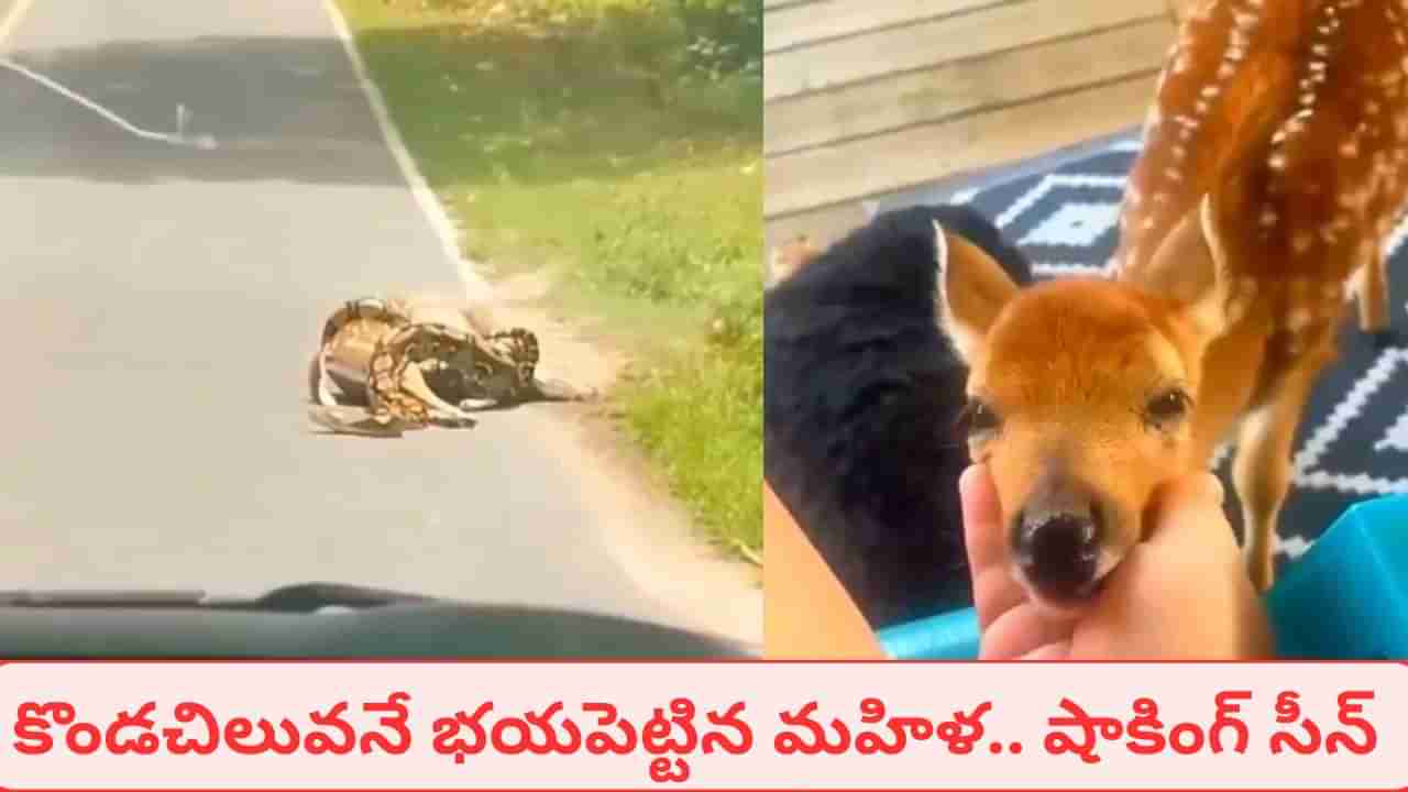 Viral Video: జింక పిల్లను అమాంతం చుట్టేసిన కొండ చిలువ.. కట్చేస్తే.. మహిళ ఎంట్రీతో ఊహించని సీన్..