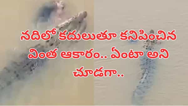Watch Video: స్నానం చేసేందుకు నదికి వెళ్లిన మహిళ.. ఆ నెక్ట్స్ సీన్ ఏం జరిగిందంటే