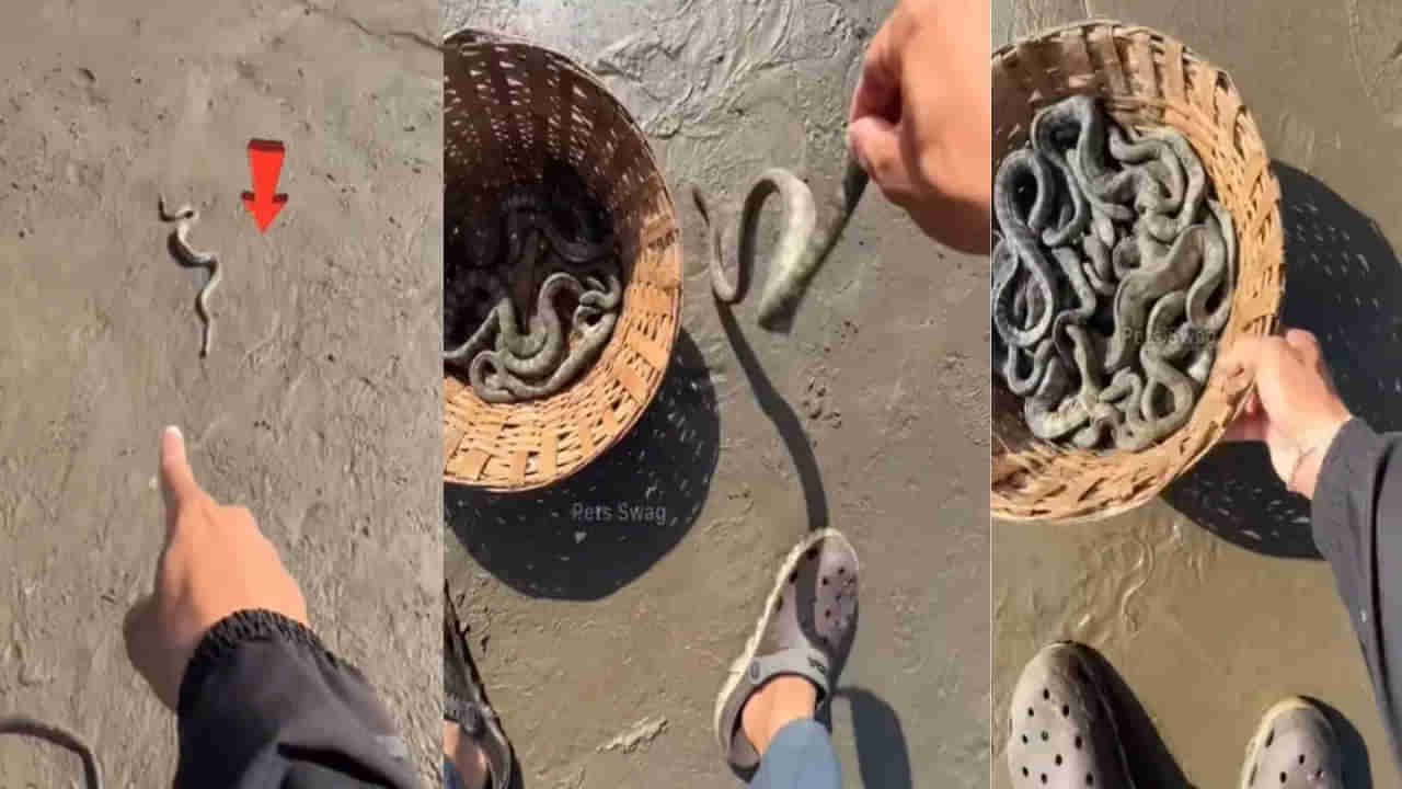 Viral Video: నువ్వు దేవుడివి సామీ.. విషపూరిత పాములను కాపాడిన వ్యక్తి..
