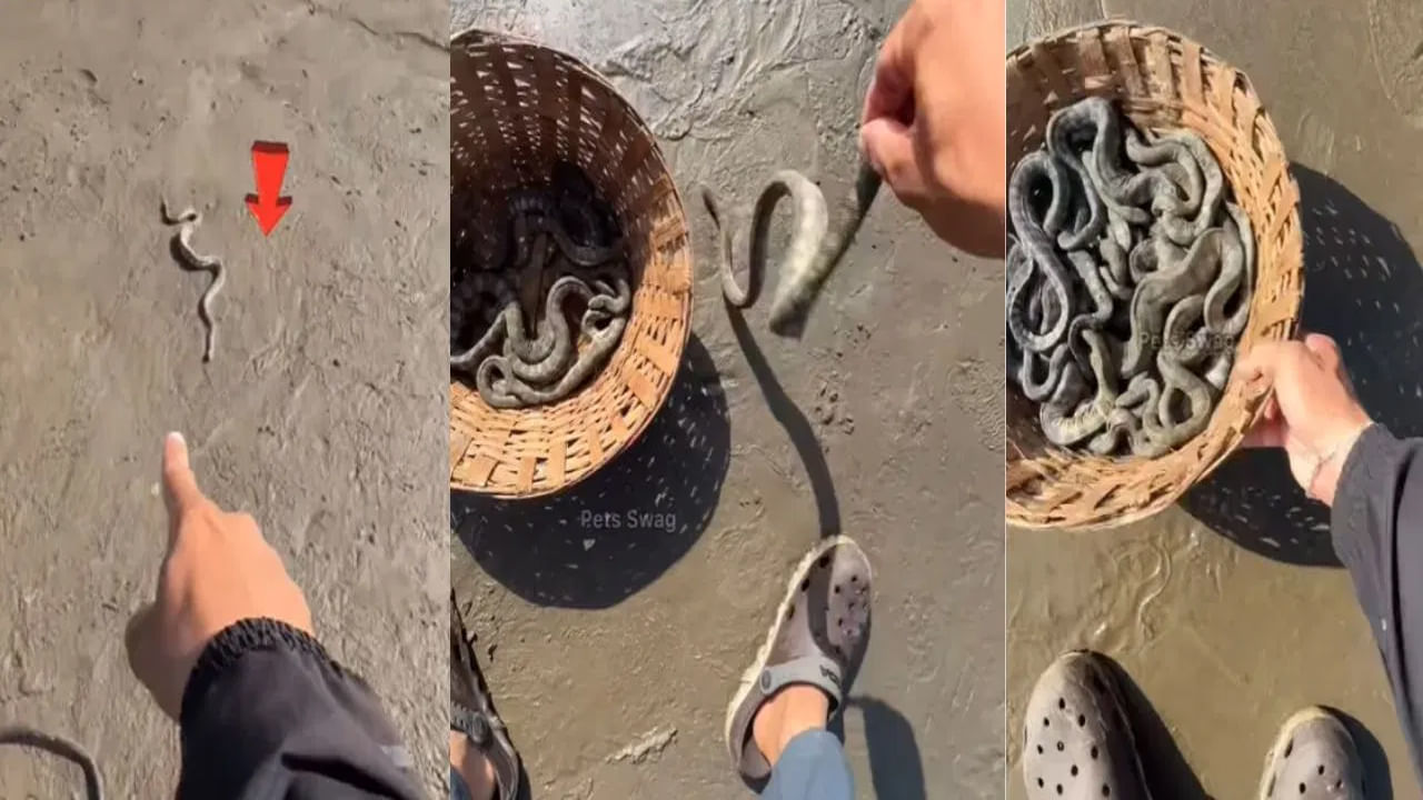 Viral Video: నువ్వు దేవుడివి సామీ.. విషపూరిత పాములను కాపాడిన వ్యక్తి..