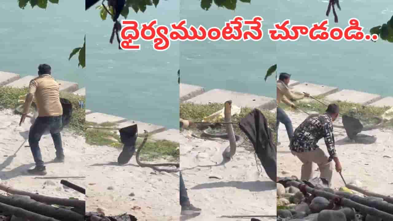 Viral Video: కింగ్ కోబ్రా తిరగబడితే ఎలా ఉంటుందో తెలుసా..? వీడియో చూస్తే ముచ్చెమటలే..