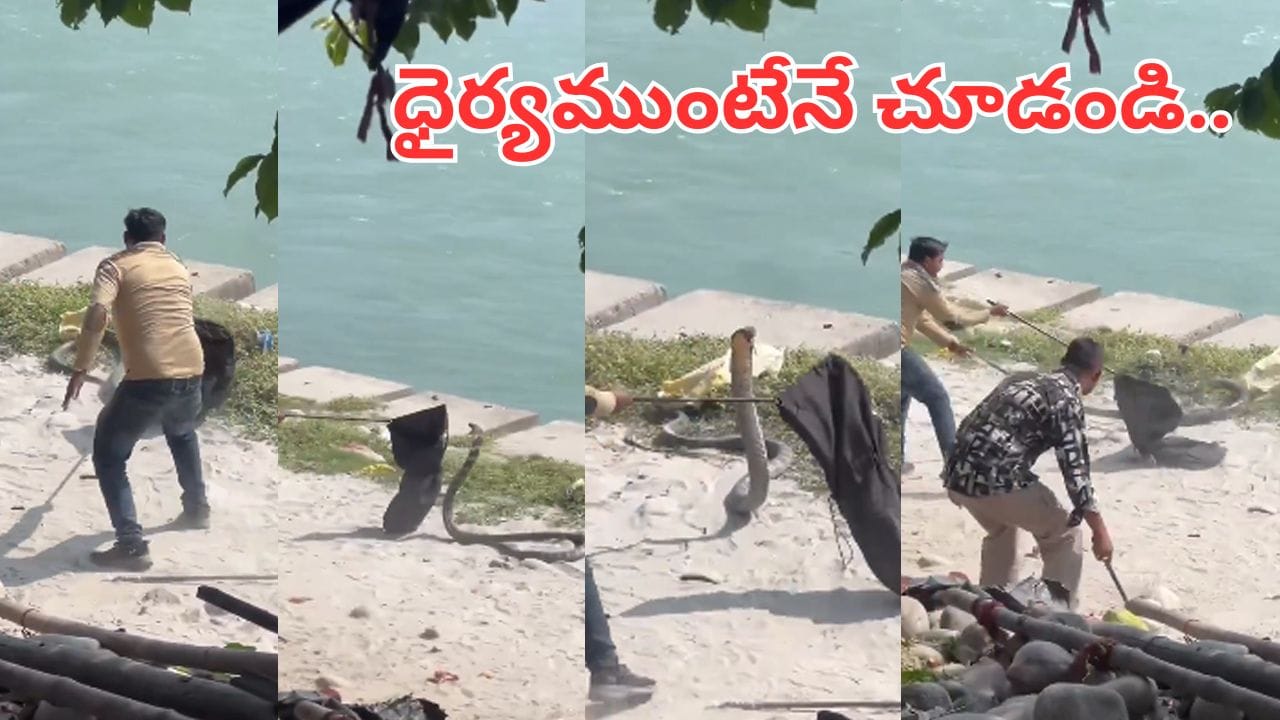 Viral Video: కింగ్ కోబ్రా తిరగబడితే ఎలా ఉంటుందో తెలుసా..? వీడియో చూస్తే ముచ్చెమటలే..