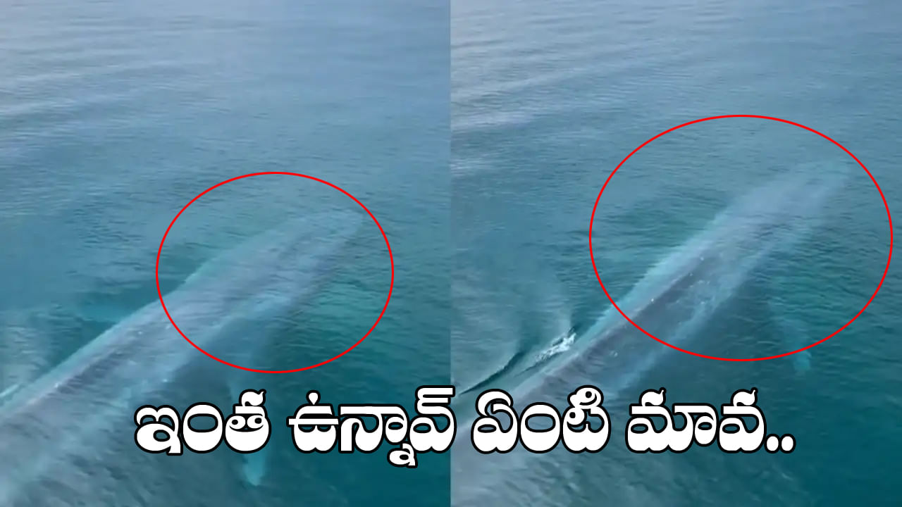 Viral Video: నీటి అడుగున తేలియాడుతున్న వింత జీవి.. వీడియో చూస్తే మైండ్ బ్లాంక్