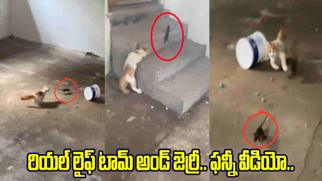 పిల్లికి చెలగాటం ఎలుకకు ప్రాణసంకటం.. టామ్ అండ్ జెర్రీ కార్టూన్ ను గుర్తుకు తెస్తున్న వీడియో..