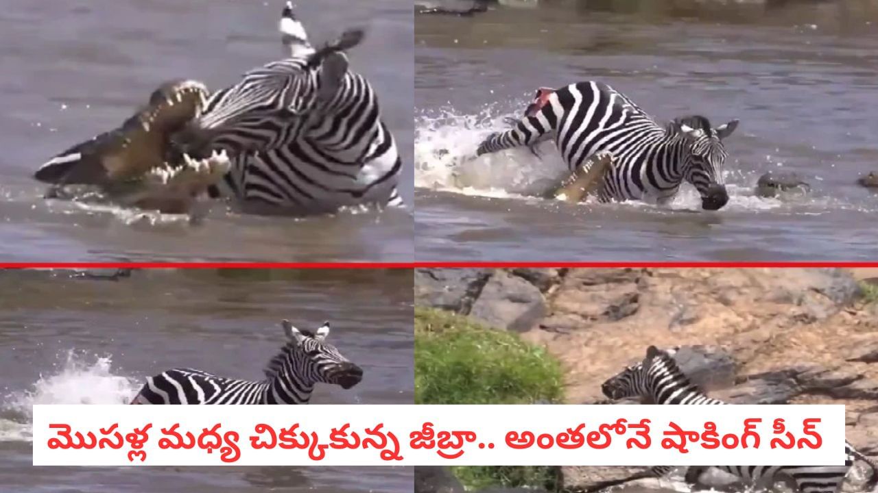 Viral Video: మొసళ్లతో భీకర పోరాటం.. దీని ధైర్యం ముందు భయం ఓడింది..