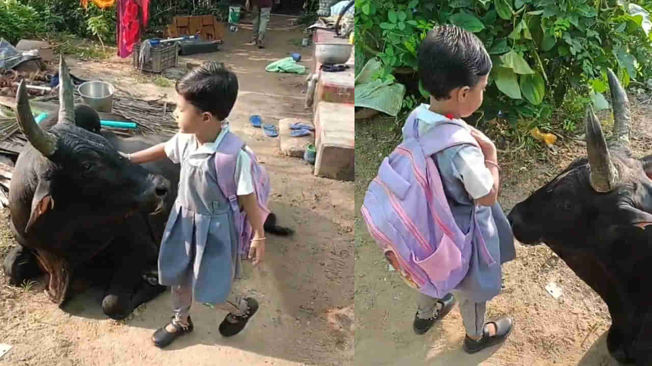 Video: స్కూల్కు వెళ్లే ముందు గోమాత ఆశీస్సులు తీసుకున్న చిన్నారి! మనసును హత్తుకునే దృశ్యం..