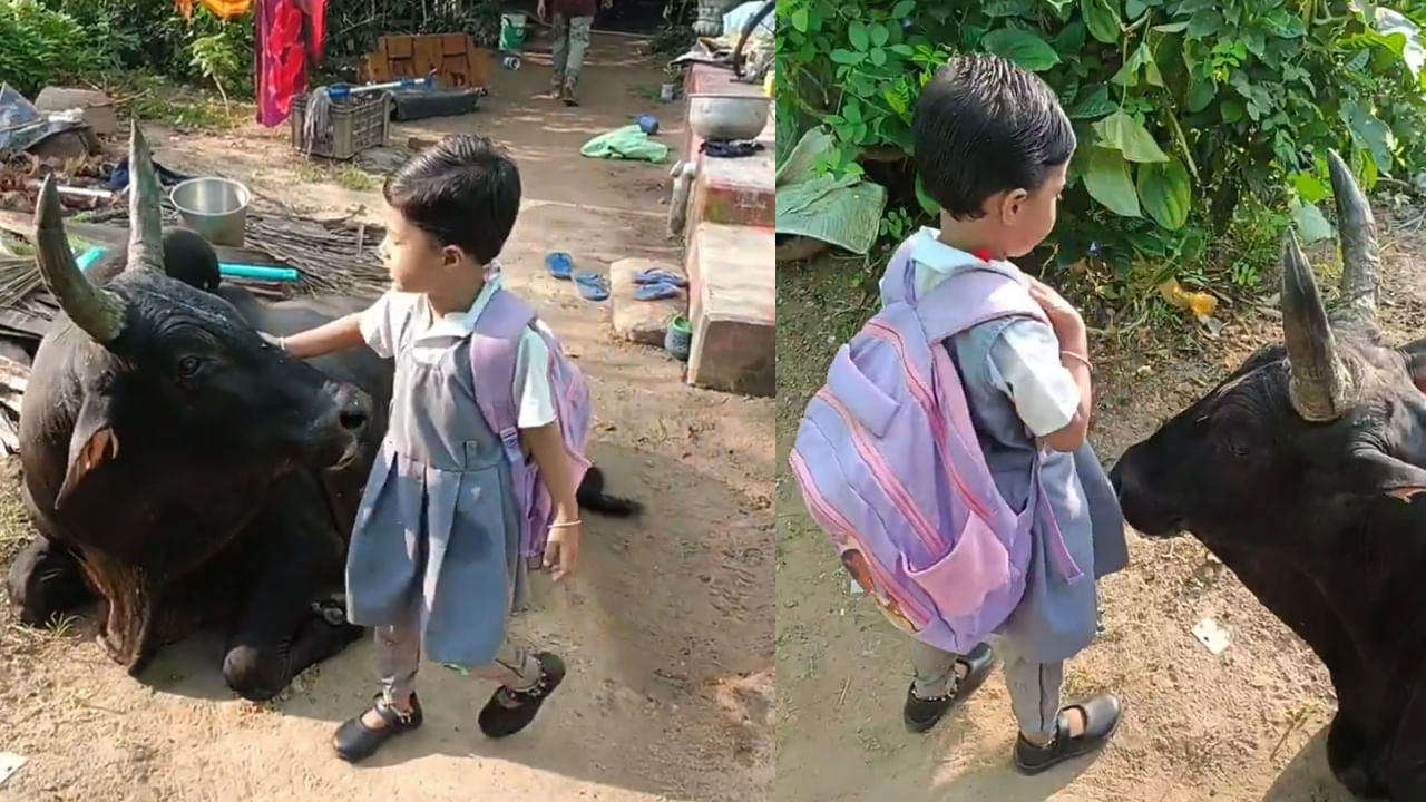 Video: స్కూల్కు వెళ్లే ముందు గోమాత ఆశీస్సులు తీసుకున్న చిన్నారి! మనసును హత్తుకునే దృశ్యం..