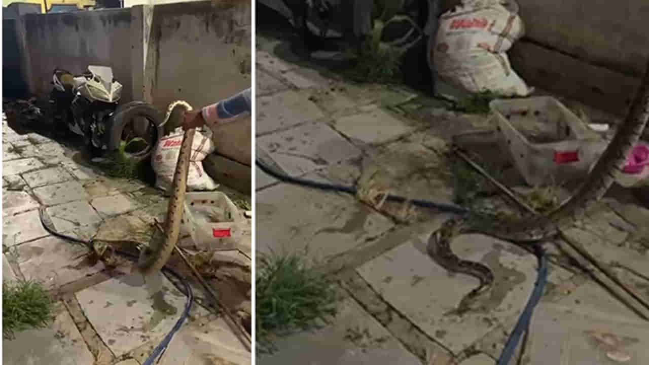 Video: అమ్మో.. జర్రుంటే కొండచిలువ చుట్టేసేది.! ధైర్యమున్నోళ్లే వీడియో చూడండి