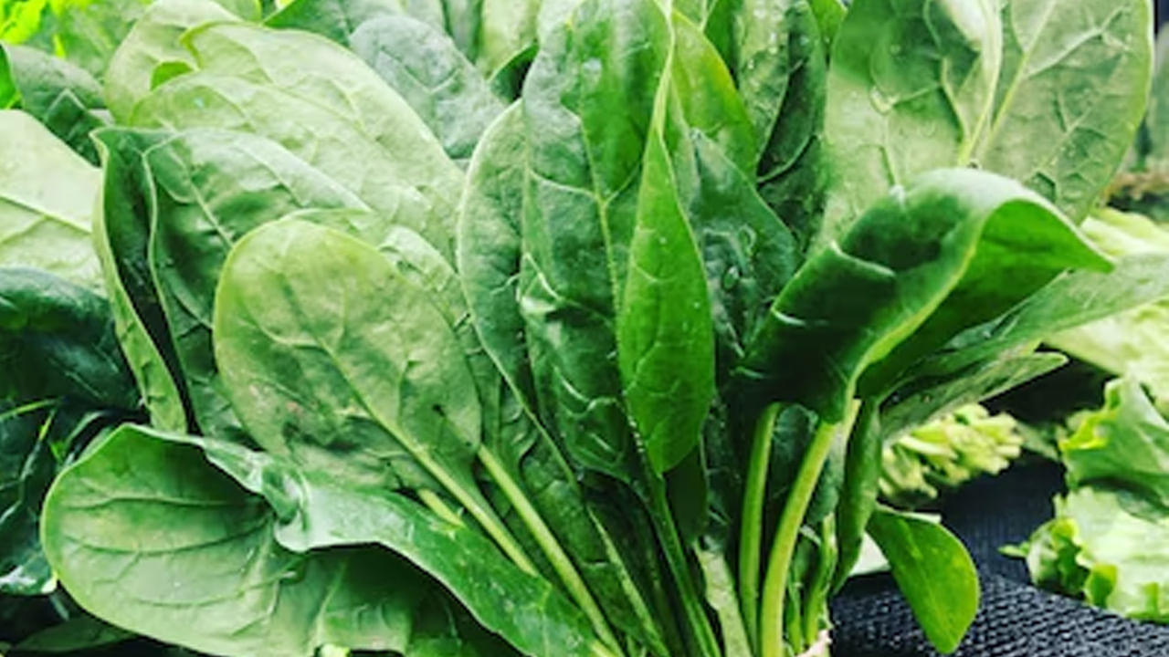 పాల కూర రక్తహీనతను తగ్గించడంలో కీలక పాత్రపోషిస్తుంది. ఇది ఆరోగ్యానికి చాలా మంచిది. అందువలన ఎవరైతే విటమిన్ బి12, రక్త హీనతతో బాధపడుతున్నారో, అలాంటి వారు పాల కూరను తమ ఆహారంలో చేర్చుకోవడం మంచిది. ఇందులో ఐరన్ కంటెంట్ చాలా ఎక్కువగా ఉంటుంది. శరీరానికి మేలు చేస్తుంది.