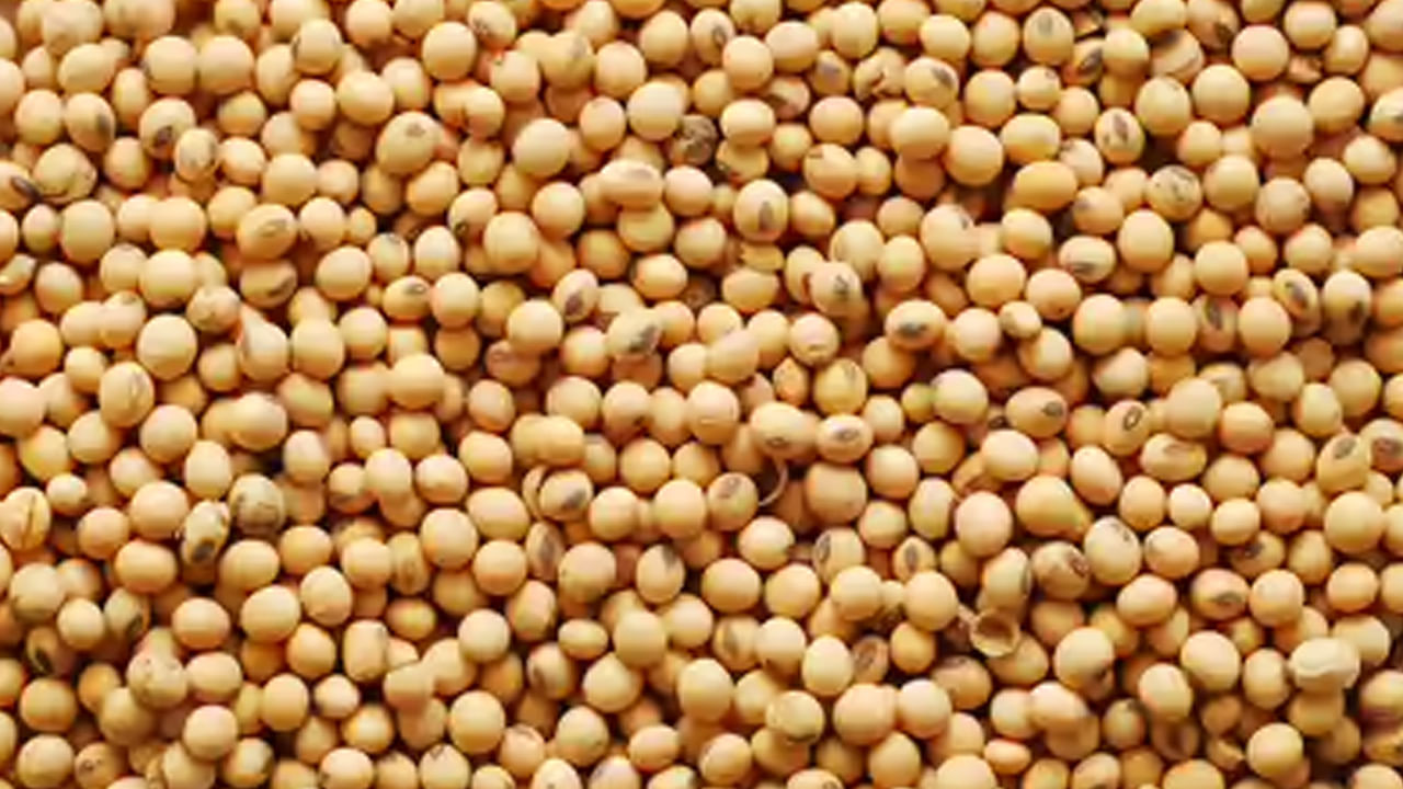 సోయాబీన్ కర్రీ లేదా సోయా పాలు వంటి ఆహారాలు తీసుకోవడం కూడా ఆరోగ్యానికి చాలా  ప్రయోజనకరంగా ఉంటుంది.  వీటిని మీరు ప్రతి రోజూ తీసుకోవడం వలన అనేక ఆరోగ్య ప్రయోజనాలు కలుగుతాయి.