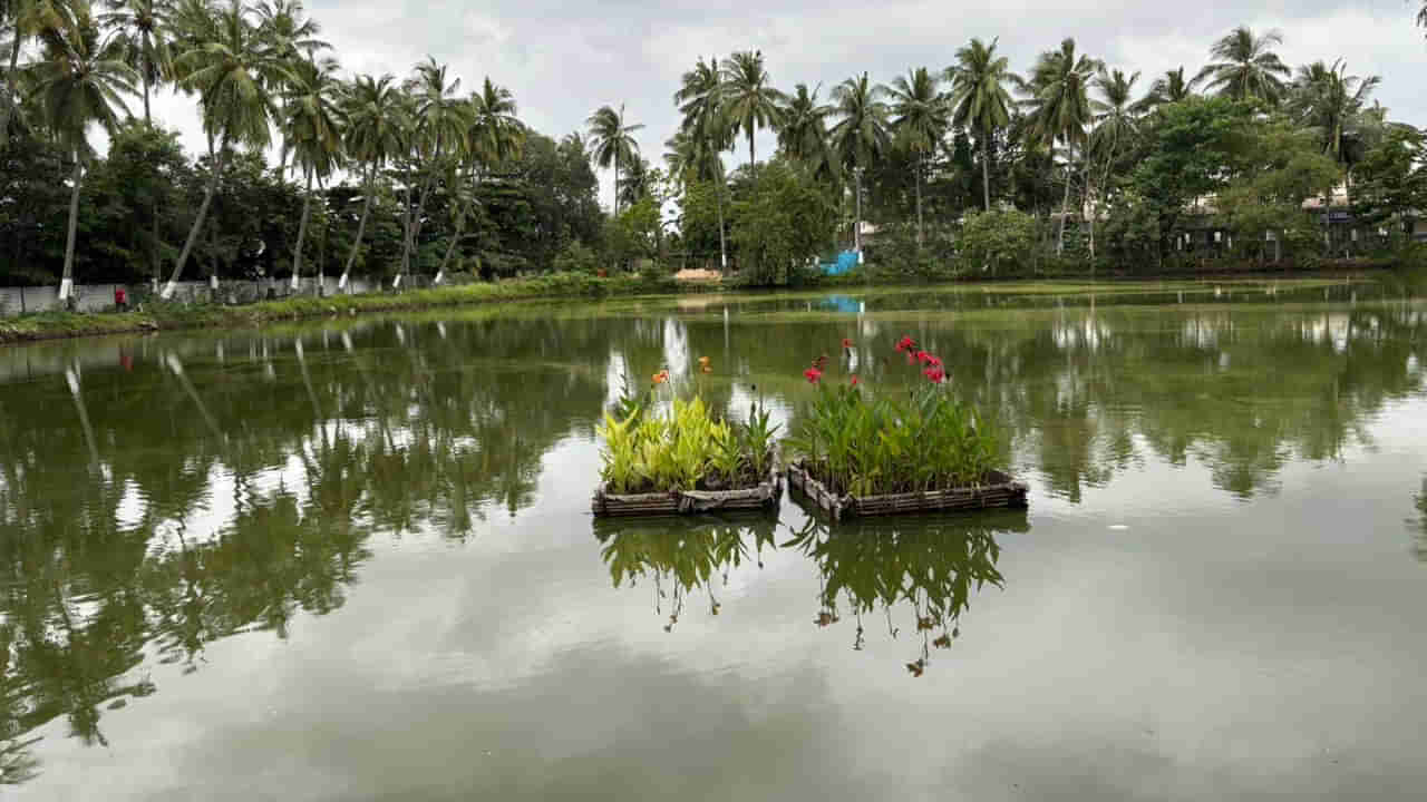 Andhra: ఈ మొక్కలు నీటిని శుద్ధి చేస్తాయట.. ఇలా మీ చెరువులను సహజంగా క్లీన్ చేసుకోవచ్చు..