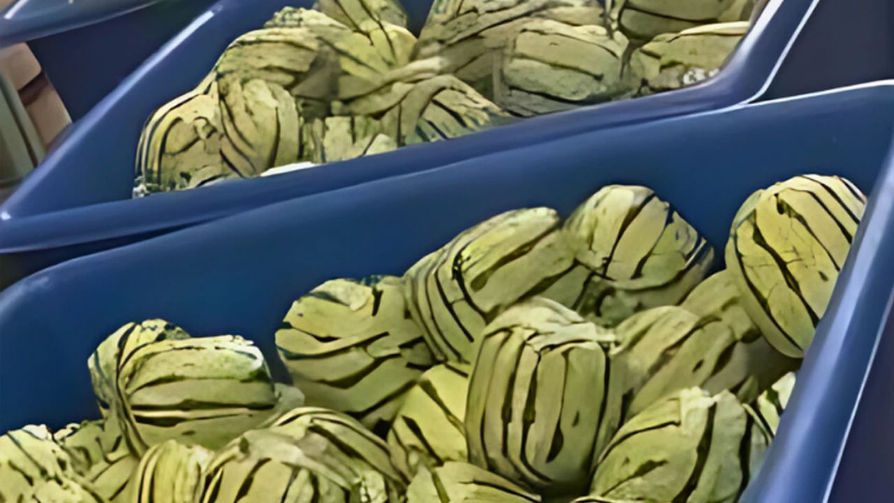 Viral Video: పైకి చూస్తే పుచ్చకాయల లోడ్ లారీ.. అనుమానమొచ్చి లోపలికి వెళ్లి చూడగా