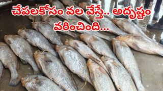 Watch: వీడురా అసలైన బాహుబలి.. భారీ మొసలిని భుజాలపై మోస్తుంటే.. ఊరంతా చప్పట్లే చప్పట్లు..