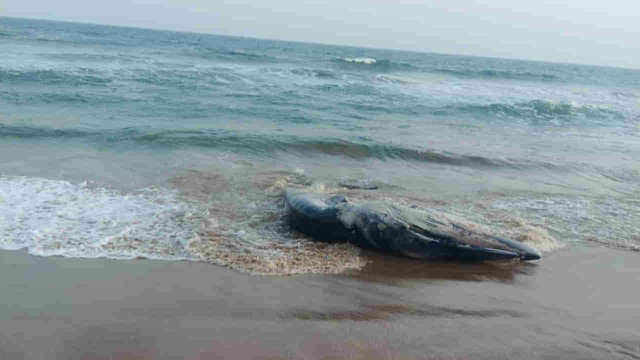 Andhra: తీరానికి భారీ కళేబరం.. చూసి అంతా షాక్.. ఏంటో తెలుసా..!